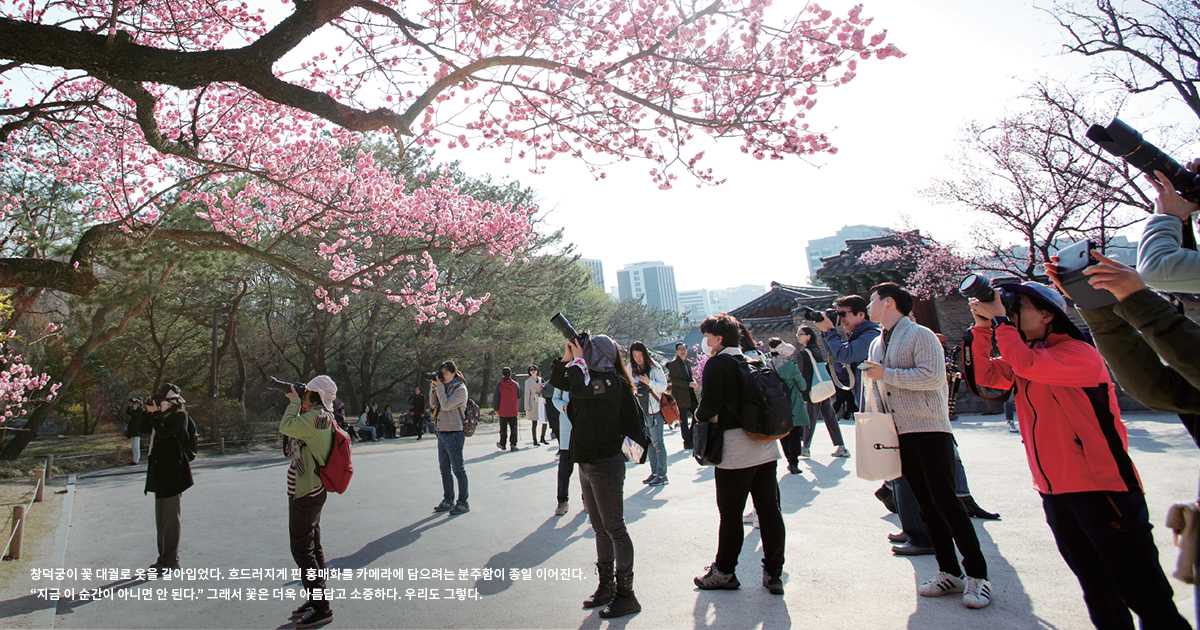 서울 봄꽃으로 물들다! 꽃무지개 떴다 서울이 참 곱다